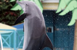 France has passed a law banning marine mammal shows