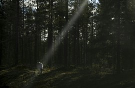 Increased military activity in the Arctic has become a headache for Finland's reindeer herders