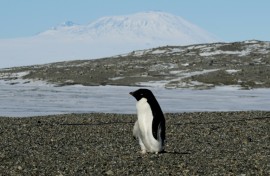 Adelie penguins, along with other seabirds such as Imperial Shags, expel large amounts of ammonia through their droppings