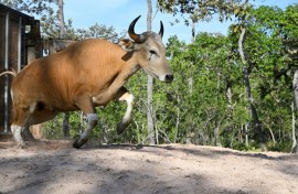 This handout photo taken on May 14, 2025 and released on May 23 by conservation group Rising Phoenix shows an adult banteng, a type of wild cattle native to Southeast Asia, in Siem Pang in northeastern Cambodia, during a herding operation to relocate members of the endangered species
