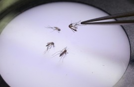 Mosquitoes have expanding ranges due to global warming