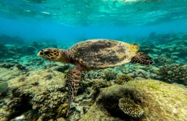 A sea turtle swims over dead coral on a reef in Baa Atoll in Maldives