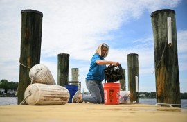 Kimberly Price, 53, takes care of baby oysters at her home in Maryland