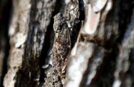 A cicada resting on a tree in Saint-Paul-de-Vence, southeastern France
