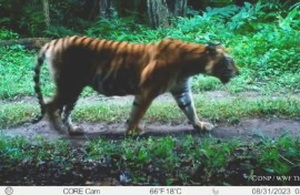 Thailand credits prey releases for 'extraordinary' tiger recovery
