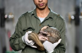 This photograph taken on September 14, 2020 shows head keeper Tran Van Truong holding a pangolin inside its enclosure at Save Vietnam's Wildlife, a group that runs a pangolin conservation program inside the Cuc Phuong National Park