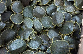 Mexican authorities said they had rescued over 3,400 freshwater Meso-American slider baby turtles