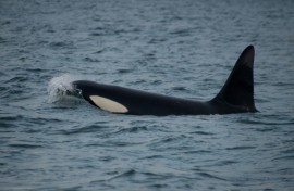 Killer whales have been spotted rubbing kelp between their bodies, potentially to clean their skin