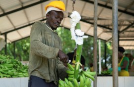 An employee works at a banana plantation in the Dominican Republic