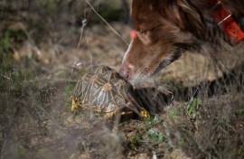 The Endangered Wildlife Trust is using canines to sniff out the endangered tortoise species