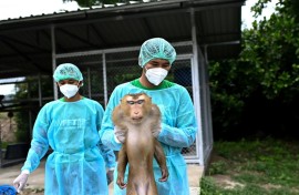 Vet assistants carrying "Yong", a pigtailed macaque rescued from a life harvesting coconuts