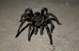The tarantulas had been packed into plastic tubes and many did not survive the flight from Vietnam