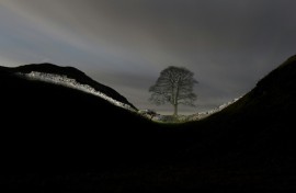 The tree at Sycamore Gap had stood for nearly 200 years in northern England