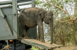 Conservation efforts in Sri Lanka have become increasingly urgent because of growing conflict between wild elephants and farmers