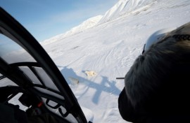 For the last four decades experts from the Norwegian Polar Institute (NPI) have been keeping tabs on the health and movement of polar bears