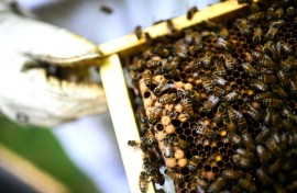 Beekeepers have described the chemical as 'a bee killer'