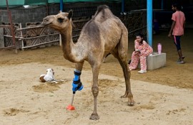 Veterinarian Babar Hussain said it was the first time a large animal in Pakistan had received a prosthetic leg