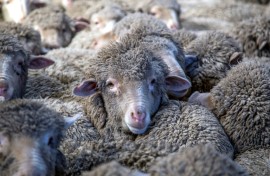 New Zealand sheep farmers are fighting to protect grazing land from spreading pine plantations, which earn government subsidies to absorb carbon emissions.