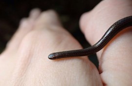 The Barbados threadsnake (Tetracheilostoma carlae) was found hiding under a rock in central Barbados