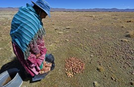 A peasant steps on potatoes to begin the elaboration of chuno (dehydrated potato) in Machacamarca, Bolivia, on June 30, 2021
