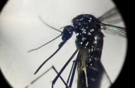 An Aedes aegypti mosquito, the transmitter of dengue, Zika and chikungunya, is seen through a microscope