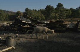 The blaze tore through 16,000 hectares of vegetation