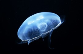 Site operator EDF said jellyfish-related shutdowns were 'quite rare' but not unheard of