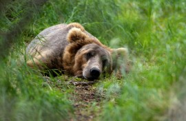 Some Russians mourn the loss of Alaska because 'it's where our bears live'