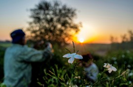 Farmers are only paid a tiny fraction of what the jasmine extract eventually sells for
