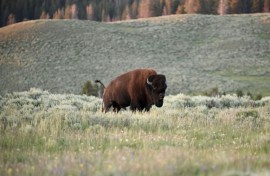 An American Bison, also called Buffalo, grazes in the Yellowstone National Park July 09, 2020