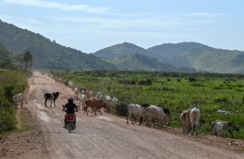 A man rides his motorbike on 'The Trail' near Kurupukari, in Guyana's Essequibo region