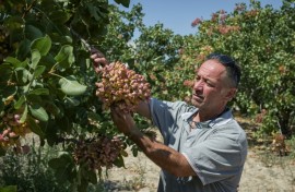 Thanasis Lakkos, 53, says fellow producers fear they are "the last generation"