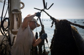 Bulgaria is the main mussel producer in the Black Sea