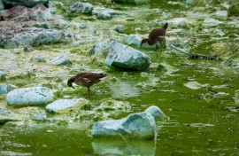 Birds feed on the shore of Lough Neagh covered in blue-green algae, in Northern Ireland