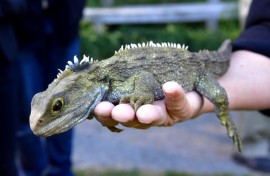 New Zealand's tuatara reptile, which bears some striking similarities to the lizard ancestor discovered in England