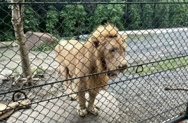 On Wednesday, a pack of lions mauled 58-year-old longtime zookeeper Jian Rangkarassamee to death when he stepped out of his vehicle