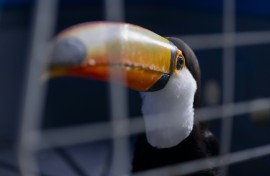 Brightly colored birds like toucans and macaws, boxes of tortoises, and monkeys and a python were among 700 rescued animals taken to a central facility to receive expert care