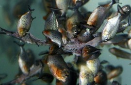 Pet owners rearing the four species have been asked to notify the authorities and hand them over so the fish can be confined to state-run aquariums