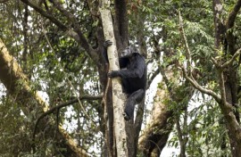 A chimp clings to a tree at a nature reserve in Sierra Leone in April 2025