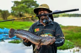 Invasive, predatory fish like the giant snakehead that are devastating native freshwater species in Sri Lanka