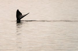The North Atlantic right whale is among the species that are at-risk of extinction in Canada according to a new report from the World Wildlife Fund
