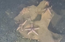 Footage captured by a submersible of starfish on the exposed TNT of an unexploded Nazi bomb at the bottom of the Baltic Sea