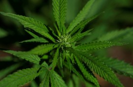 While the trial suggests something in the cannabis plant can treat pain, that does not mean all marijuana has the same effect, researchers say