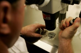 Could scientists creating human egg cells in the lab end infertility as we know it?