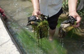 Tajik labourer Nematoullo Bassirov shows garbage he scooped from the stream running through his yard mountainous Central Asian country. "It contains all sorts of dirt," Bassirov tells AFP, as he cleans the small irrigation canal used by the entire village in the Balkh district.