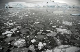Ice floating on the surface of the sea in the western Antarctic peninsula in 2016