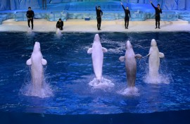 Beluga whales leap from the water during a performance at the aquarium inside the Chimelong Ocean Kingdom in 2014