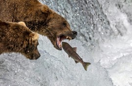Brown bears in Alaska's Katmai National Park are - unwittingly - competing to be crowned chubbiest creature in the annual Fat Bear Week contest