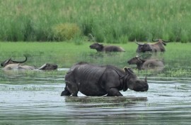 India's rhino population has almost tripled in the past four decades thanks to conservation and anti-poaching efforts, from 1,500 to more than 4,000 today