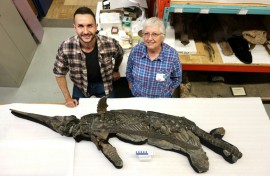 The newly identified reptile is about the size of a dolphin